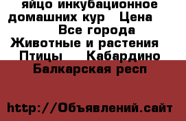 яйцо инкубационное домашних кур › Цена ­ 25 - Все города Животные и растения » Птицы   . Кабардино-Балкарская респ.